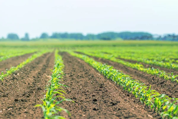 Rijen van jonge Groene maïs planten. Maïs zaailing op het veld. — Stockfoto
