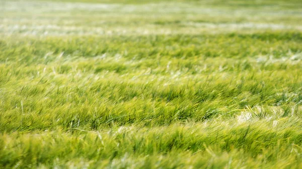 Campo de trigo verde — Fotografia de Stock