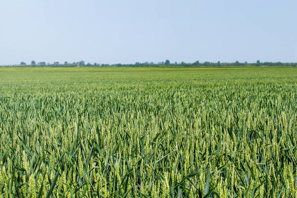 Green Wheat field landscape. Green wheat field.