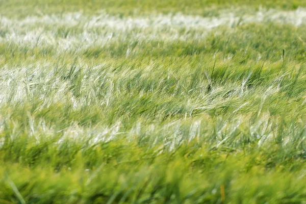 Grünweizenfeld — Stockfoto