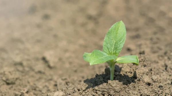 Green soybean plant on the field in spring. Young Soy plant. — Stock Photo, Image