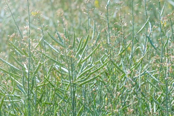 Green Rzepakowego pola, łodyg rzepaku, strąki nasion rzepaku — Zdjęcie stockowe