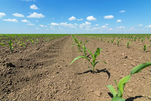 Sorok a fiatal zöld kukorica növények. A mező kukorica csemete. — Stock Fotó
