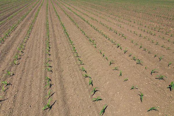 Ряди молодих зелених кукурудзяних рослин. Розсада кукурудзи на полі . — стокове фото