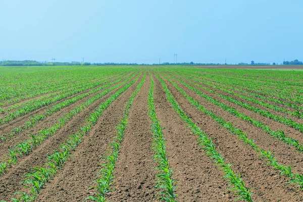 Green field with young corn. Rows Green Corn Field. Stock Photo