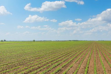 Yeşil soya alan, satır genç yeşil soya fasulyesi. Tarım 