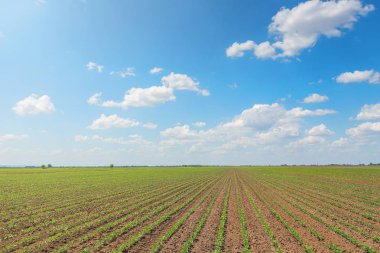 Yeşil soya alan, satır genç yeşil soya fasulyesi. Tarım 