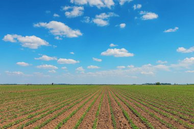 Yeşil soya alan, satır genç yeşil soya fasulyesi. Tarım 