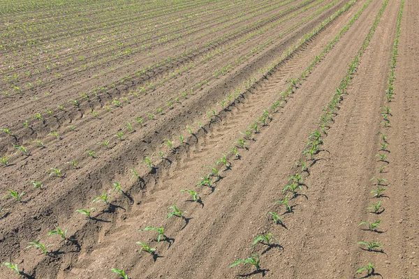 Rangées de jeunes plants de maïs vert. Semis de maïs sur le terrain . — Photo