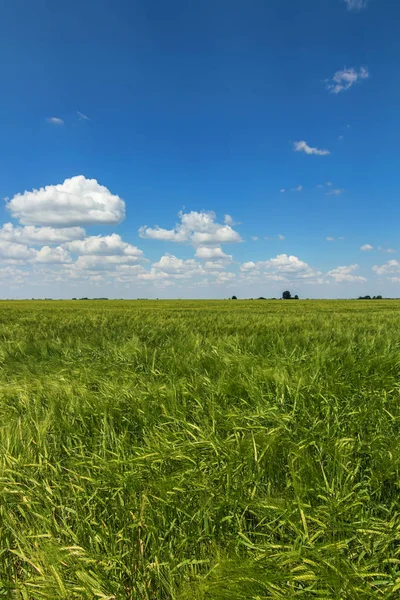 Campo de trigo verde paisaje. Campo de trigo verde . — Foto de Stock