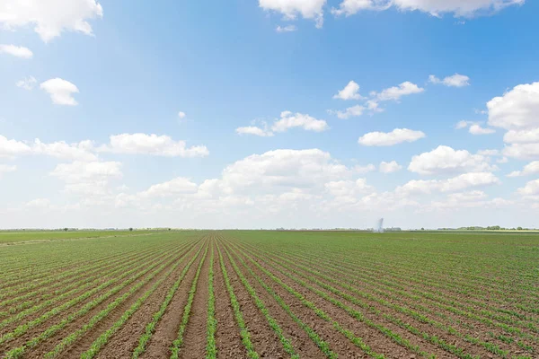 Yeşil soya alan, satır genç yeşil soya fasulyesi. Tarım 