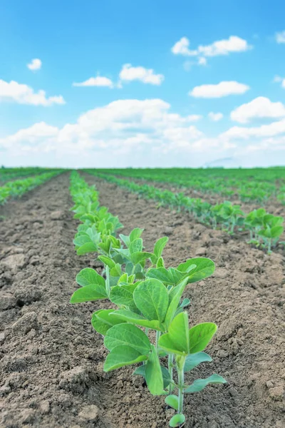 グリーン フィールド、春の時間で大豆豆植物の栽培. — ストック写真
