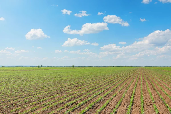 Grüne Sojabohnenfelder, Reihen junger grüner Sojabohnen. landwirtschaftliche — Stockfoto