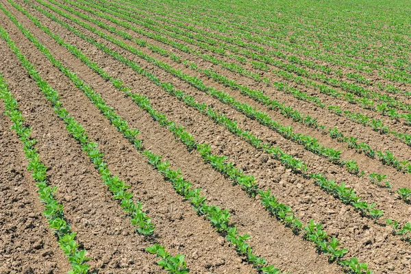 Rijen van jonge, groene sojabonen. Agrarische soja plantage. — Stockfoto