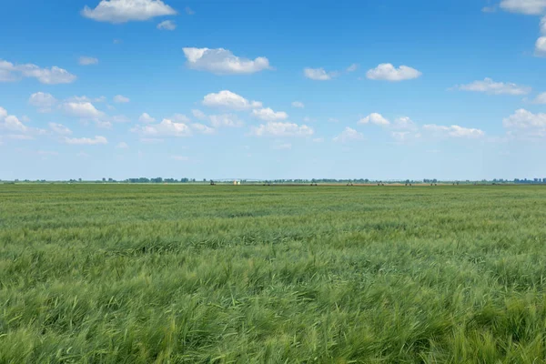 Зелена пшениця ландшафт. Зелене пшеничне поле . — стокове фото