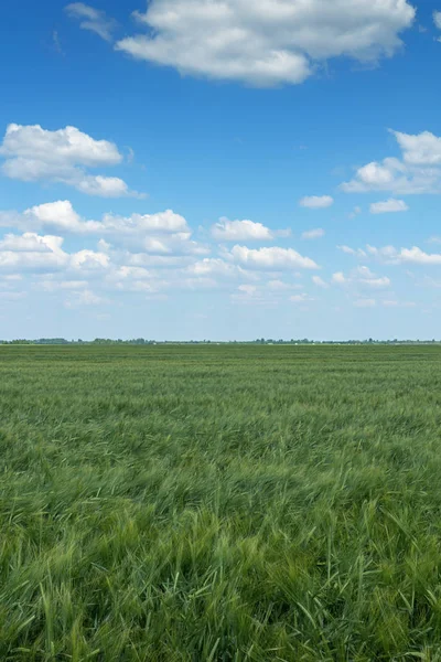 Green Wheat field landscape. Green wheat field.