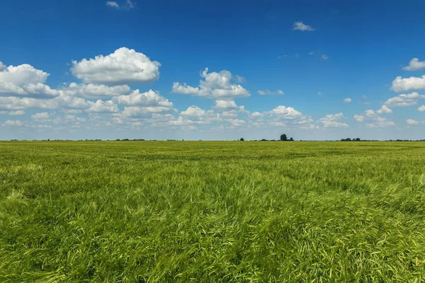 Зелена пшениця ландшафт. Зелене пшеничне поле . — стокове фото