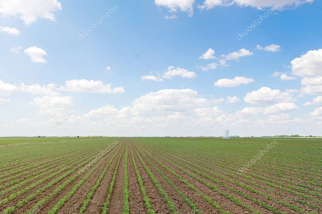 Green soybean field, Rows of young green soybeans. Agricultural 