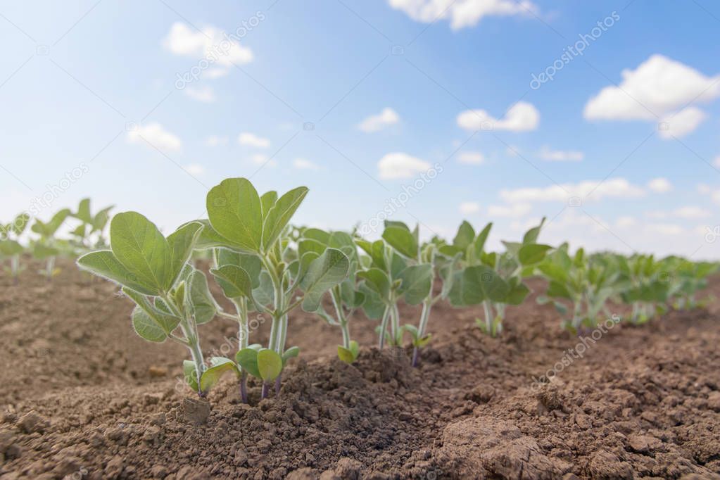 Green cultivated soy bean plant in field, spring time.
