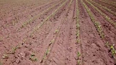 Mısır alanının havadan görünümü. Genç yeşil Mısır. Mısır havadan görünümü.