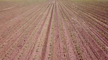 Mısır alanının havadan görünümü. Genç yeşil Mısır. Mısır havadan görünümü.