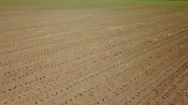 Mısır alanının havadan görünümü. Genç yeşil Mısır. Mısır havadan görünümü.