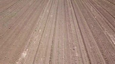 Mısır alanının havadan görünümü. Genç yeşil Mısır. Mısır havadan görünümü.