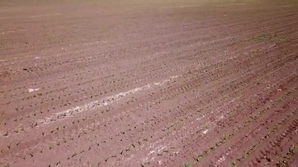 옥수수 전망입니다 옥수수 옥수수 조감도 — 비디오