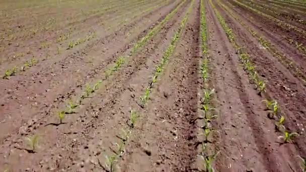 Flygfoto Över Sädesfält Unga Majs Corn Flygfoto — Stockvideo