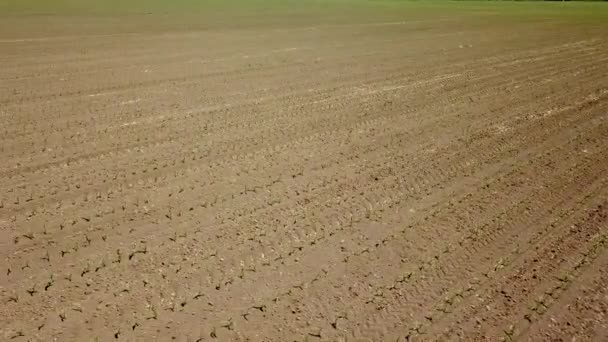 トウモロコシ畑の空撮 若い緑のトウモロコシ トウモロコシ空撮 — ストック動画