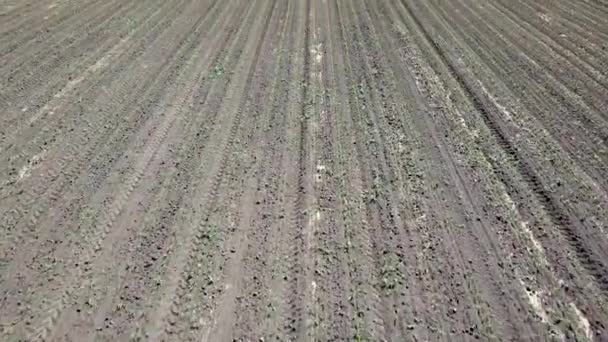 Vista Aérea Del Campo Maíz Maíz Verde Joven Vista Aérea — Vídeos de Stock