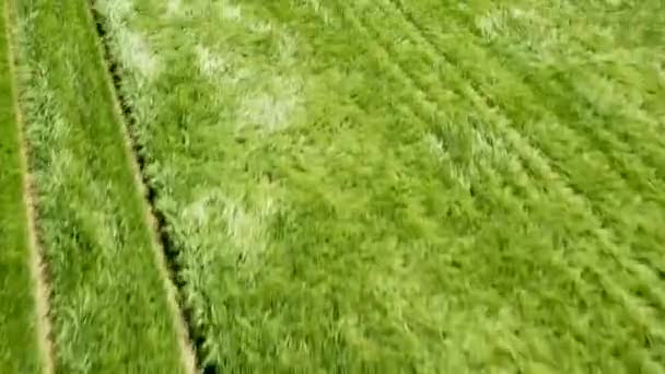 フィールドを照らす太陽と美しい農地の緑の小麦の上飛んでいます 緑の小麦畑 — ストック動画
