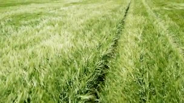 フィールドを照らす太陽と美しい農地の緑の小麦の上飛んでいます 緑の小麦畑 — ストック動画