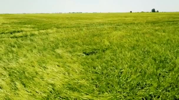 Воздушный Выстрел Над Большим Зелёным Пшеничным Полем Зеленая Пшеница — стоковое видео