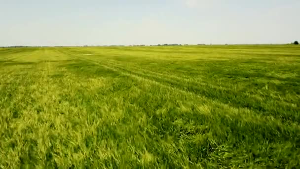 Luchtfoto Schot Grote Groene Tarweveld Groene Tarwe Veld Landschap — Stockvideo