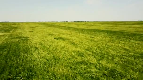 Tiro Aéreo Sobre Grande Campo Trigo Verde Paisagem Verde Campo — Vídeo de Stock