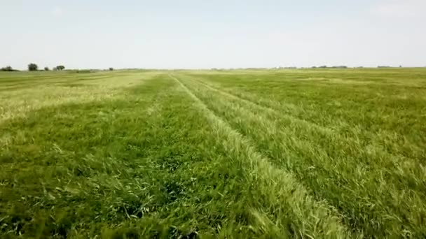Повітряний Постріл Над Великі Зелені Пшенична Сфера Зелена Пшениця Поле — стокове відео