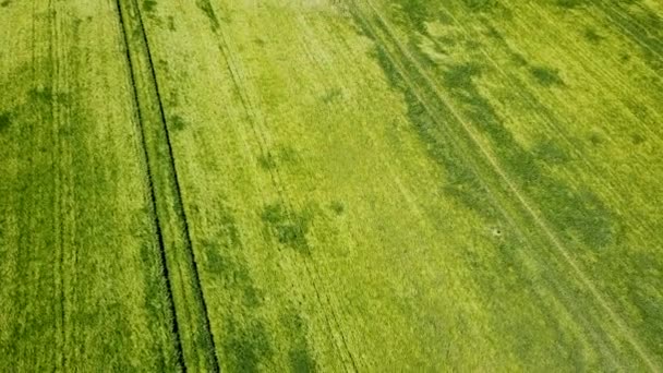 フィールドを照らす太陽と美しい農地の緑の小麦の上飛んでいます 緑の小麦畑 — ストック動画