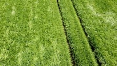Yeşil buğday alanı aydınlatan güneş ile güzel tarım arazileri üzerinde uçan. Yeşil buğday alanı. 