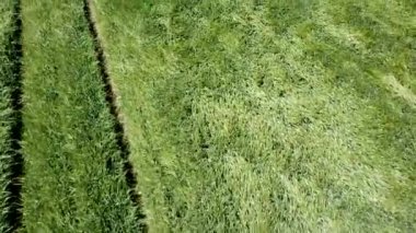 Yeşil buğday alanı aydınlatan güneş ile güzel tarım arazileri üzerinde uçan. Yeşil buğday alanı. 