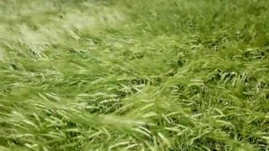 Yeşil buğday alanı aydınlatan güneş ile güzel tarım arazileri üzerinde uçan. Yeşil buğday alanı. 