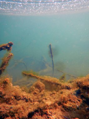 Su altı Tatlı Su Flora, Sualtı Bottom, Nehirler, Göller, P