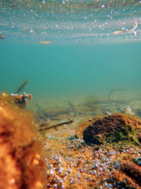 Su altı Tatlı Su Flora, Sualtı Bottom, Nehirler, Göller, P