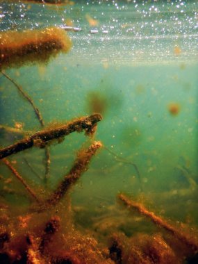 Su altı Tatlı Su Flora, Sualtı Bottom, Nehirler, Göller, P