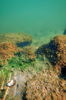 Su altı Tatlı Su Flora, Sualtı Bottom, Nehirler, Göller, P