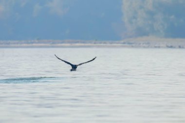 Büyük Karabatak sudan havalanır (Phalacrocorax carbo)