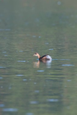 Sudaki Küçük Yunus (Taşibaptus ruficollis)
