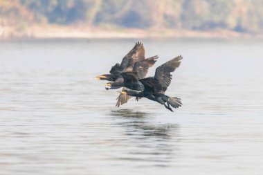 Büyük Karabataklar Suyun Üzerinde Uçuyor (Phalacrocorax karbo)