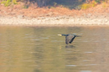 Büyük Karabatak Suyun Üzerinde Uçuyor (Phalacrocorax karbo)
