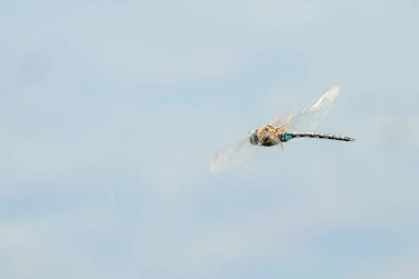 Uçan Yusufçuk (Anax imperator) Mavi İmparator Yusufçuk Fl 'de